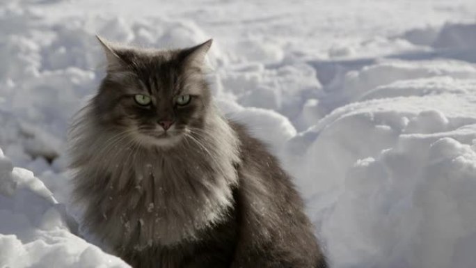 特写: 冬天美丽的灰猫