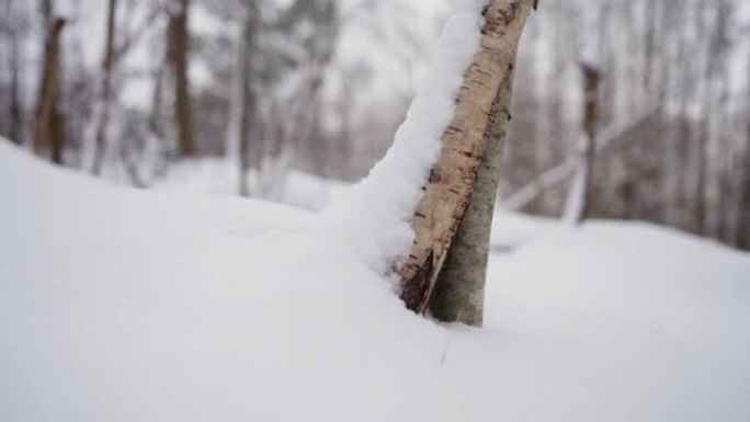 在雪地里摇过树干寒冬腊月东北冬天大雪覆盖