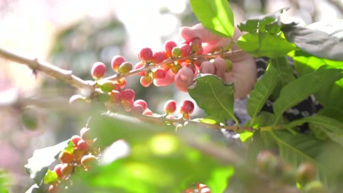 农民手工采摘成熟的罗布斯塔咖啡浆果