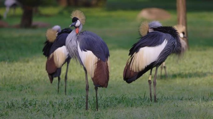 一小群惊人美丽的灰冠鹤站立和准备的慢动作视图