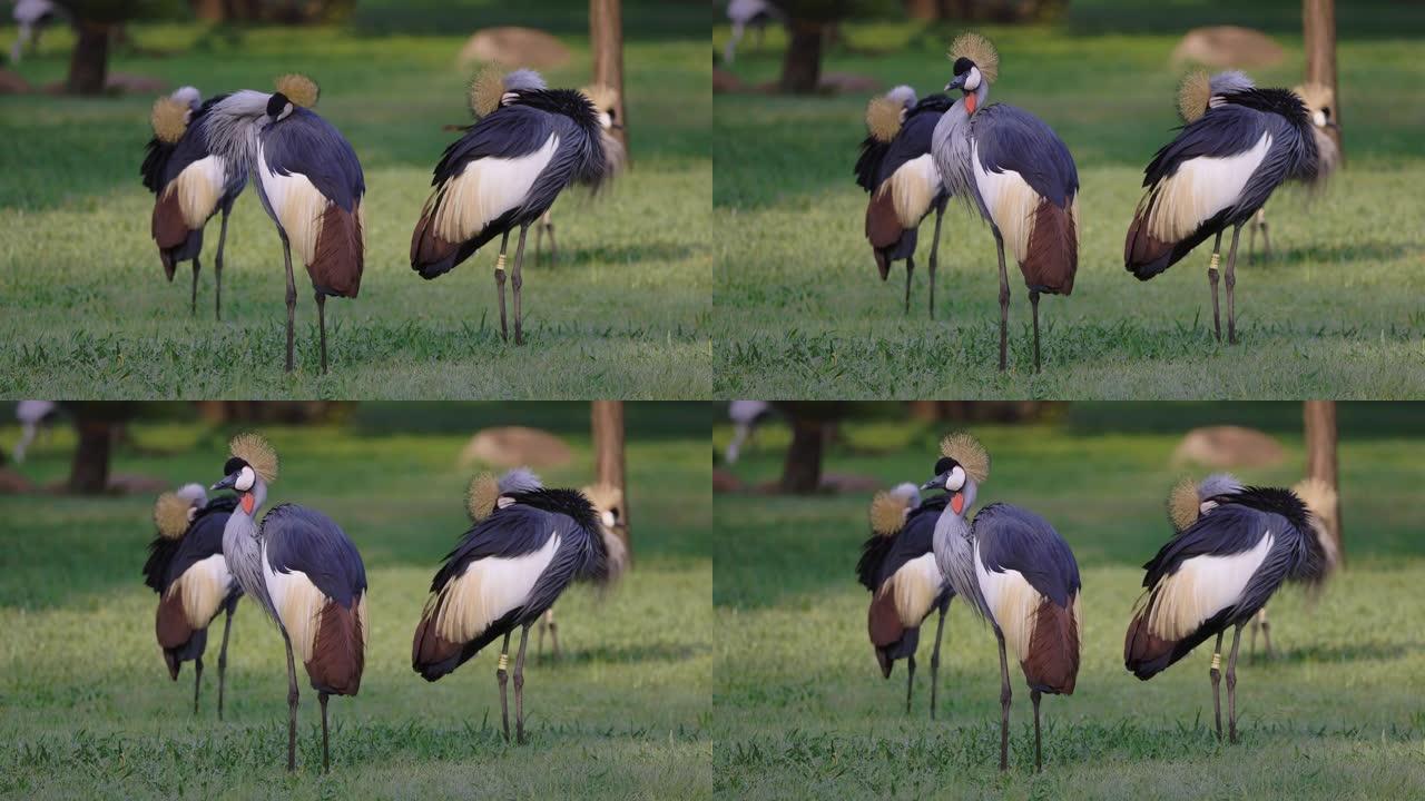 一小群惊人美丽的灰冠鹤站立和准备的慢动作视图