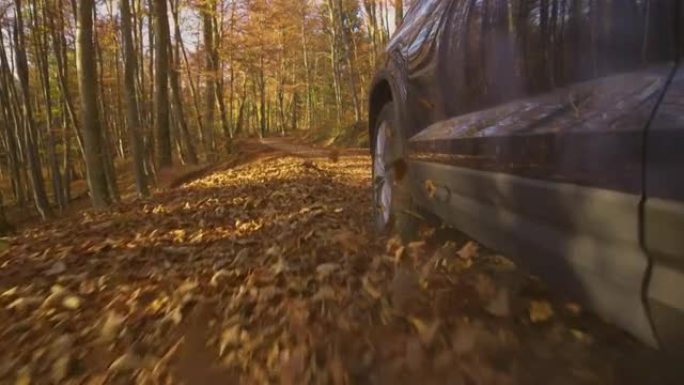 低角度: 金属蓝色SUV沿着覆盖着干叶的森林小径行驶。