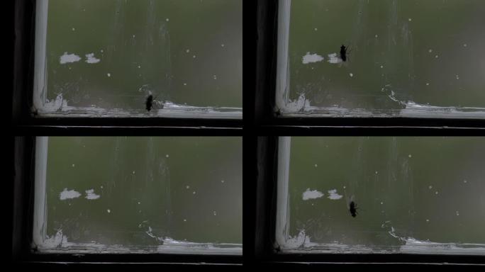 棚子窗框上的家蝇。特写。