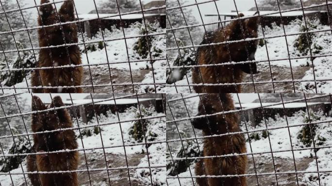 德国牧羊犬在雪地里的栅栏后面。特写。