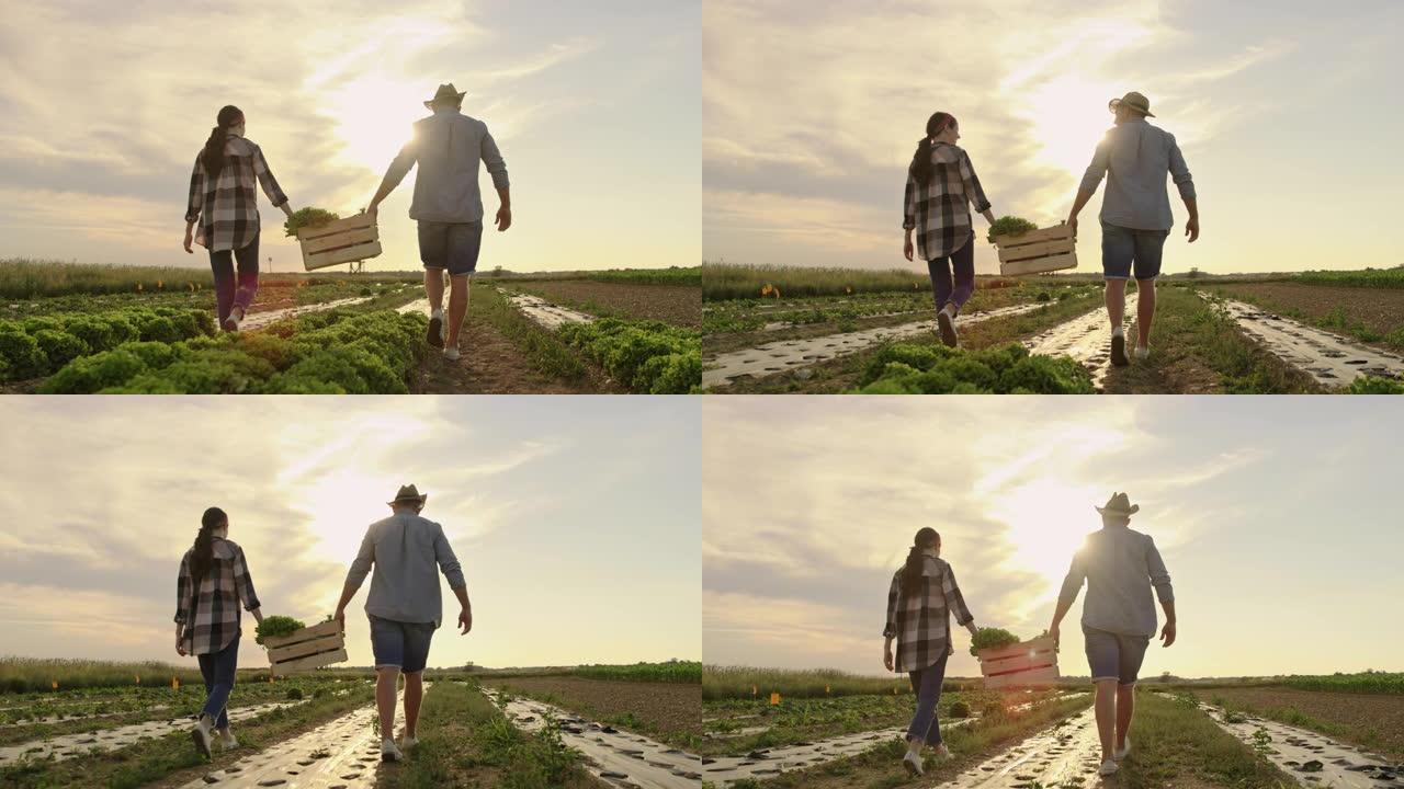 SLO MO夫妇在日落时背着一个板条箱穿过田野