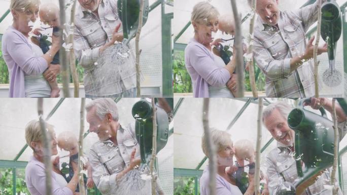 祖父母和小孙子一起在温室里给植物浇水