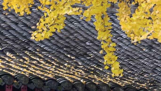 黄叶银杏树落于中国古代建筑屋顶