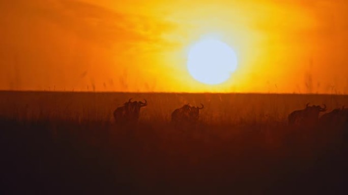 剪影的牛羚在日出天空中明亮的阳光下行走