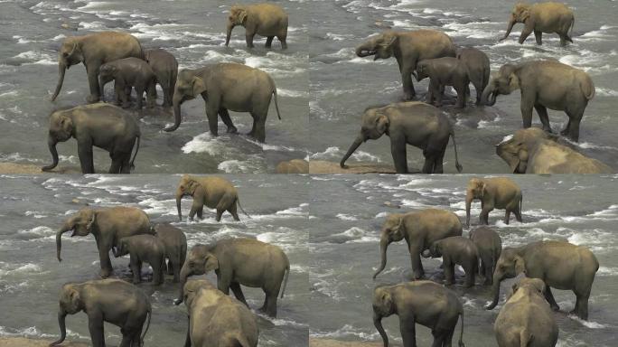 河流中的大象群