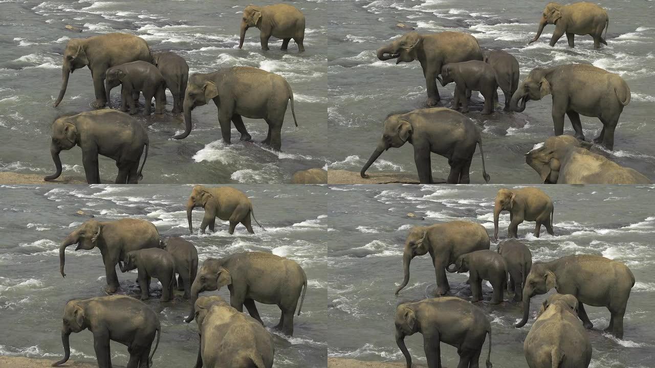 河流中的大象群