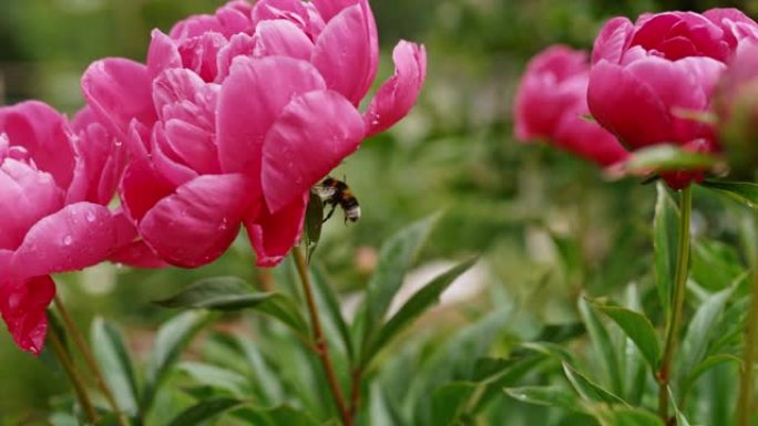 超级SLO MO大黄蜂在花园里为花朵授粉