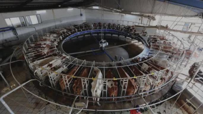 Timelapse.50在大型奶牛场的旋转挤奶机上挤奶的艾尔郡奶牛，这是气候变化的主要原因
