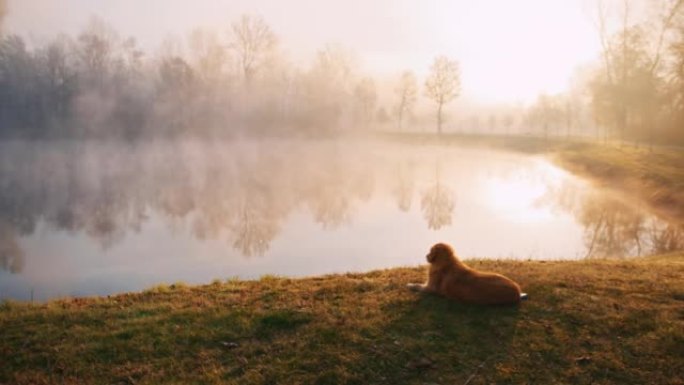 棕色狗在雾湖附近的草地上放松