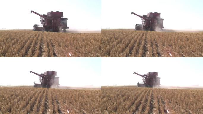 在阿根廷的大豆田里，正在用联合收割机收割谷物。