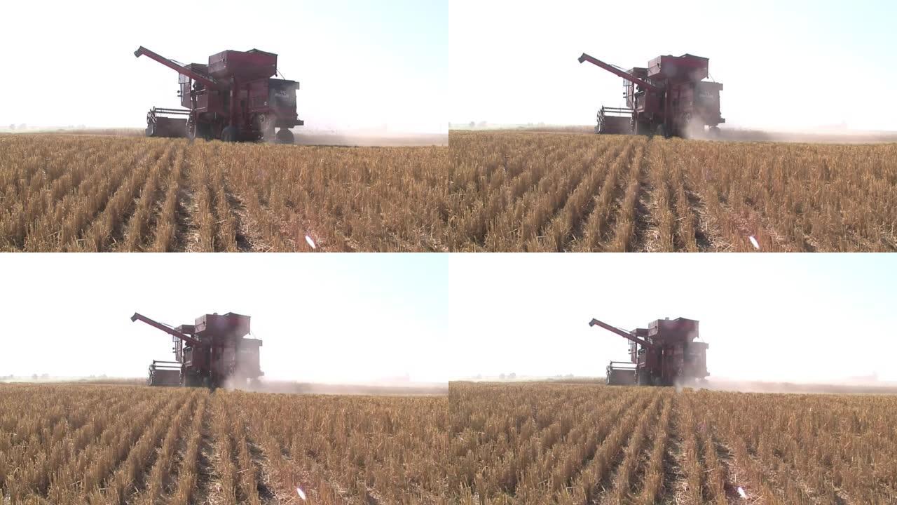 在阿根廷的大豆田里，正在用联合收割机收割谷物。