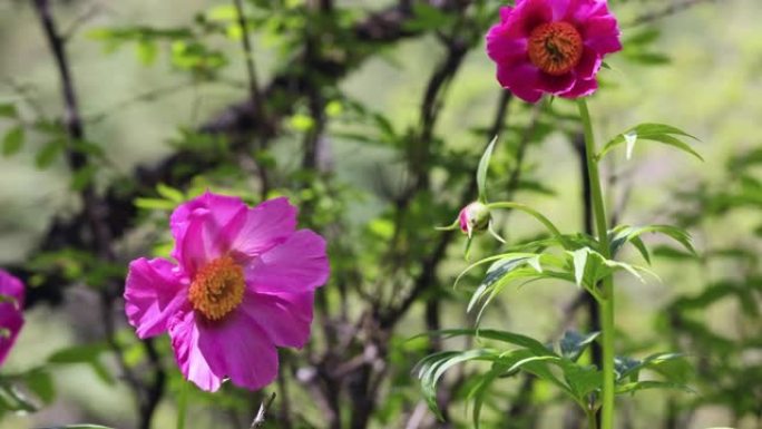 川西高原大红花: 芍药亚种。veitchii