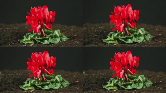 从土壤中生长出红花的仙客来植物的侧视图