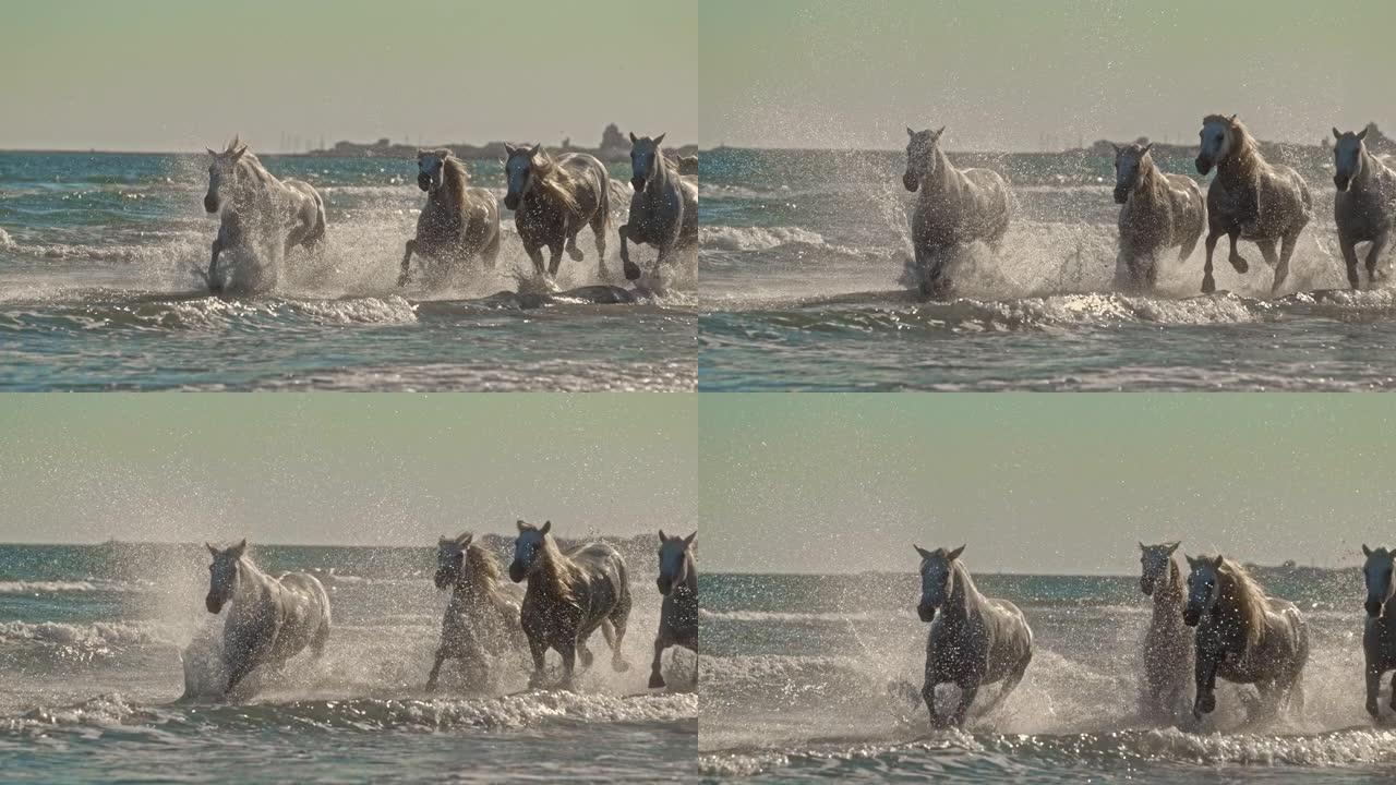 超级慢动作美丽的白马在阳光明媚的海洋中奔跑
