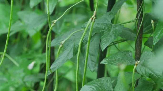 豇豆植物蔬菜豆角长扁豆豇豆豌豆食材