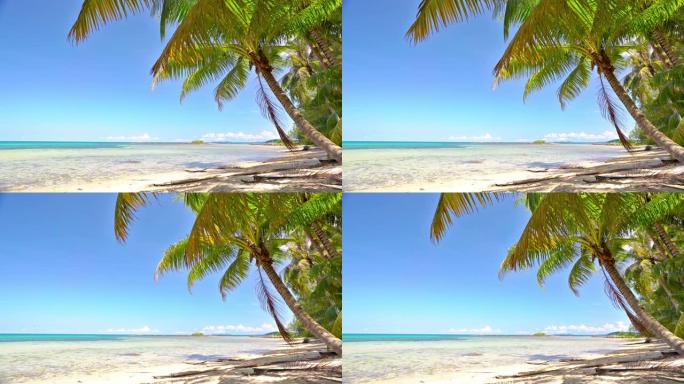 豪华的空热带岛屿。海滩。棕榈树