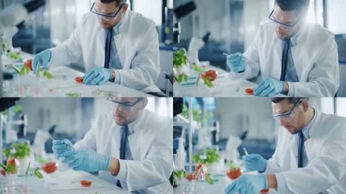 穿着安全眼镜的英俊男性微生物学家用镊子检查番茄的局部种子腔，并将样品放入盘子中。在现代食品科学实验室