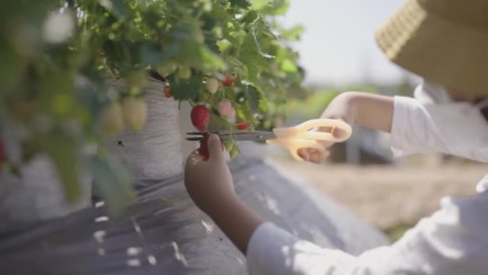亚洲男孩在有机草莓农场采摘新鲜水果。