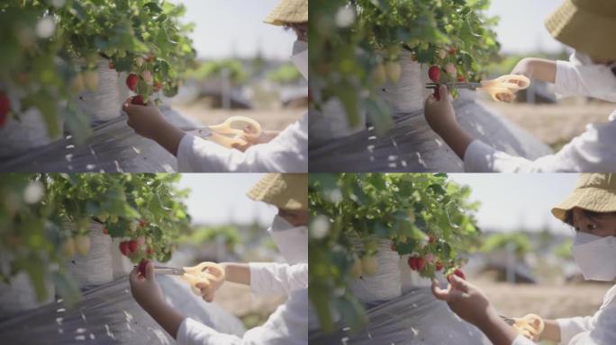 亚洲男孩在有机草莓农场采摘新鲜水果。