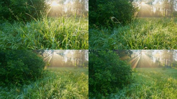 相机从湿绿的草地上升起。森林里阳光明媚的雾蒙蒙的早晨。森林中壮丽的日出，光线穿过树枝