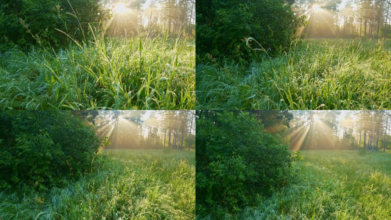 相机从湿绿的草地上升起。森林里阳光明媚的雾蒙蒙的早晨。森林中壮丽的日出，光线穿过树枝