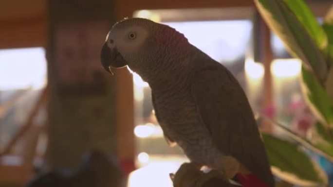 慢动作，特写视频: 灰鹦鹉的肖像与金光背光