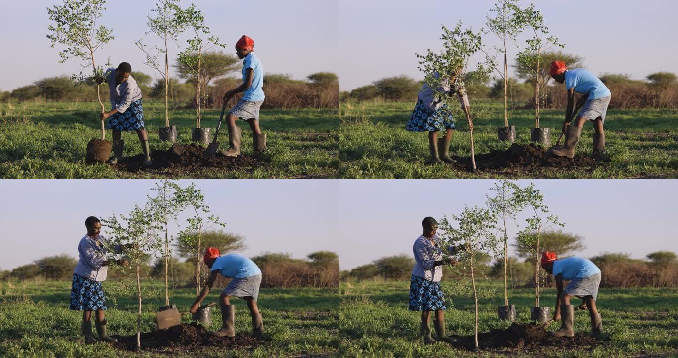 两名黑人非洲女农民种树以应对气候变化