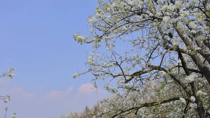 春天绽放的梨花