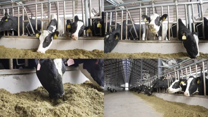 现代牛棚奶牛养殖畜牧奶牛工厂牛群吃草