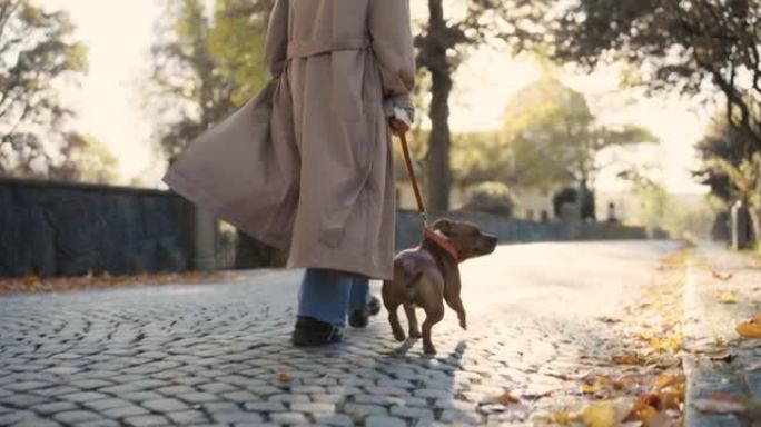 在美丽的秋日遛狗爱犬同行悠闲漫步时光美好