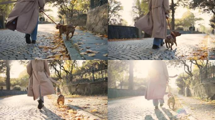 在美丽的秋日遛狗爱犬同行悠闲漫步时光美好