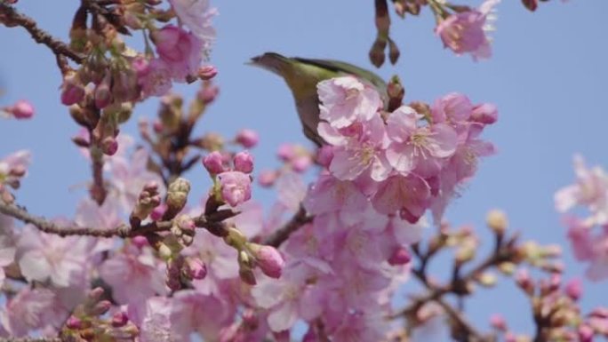 从樱花中吸食花蜜的白眼