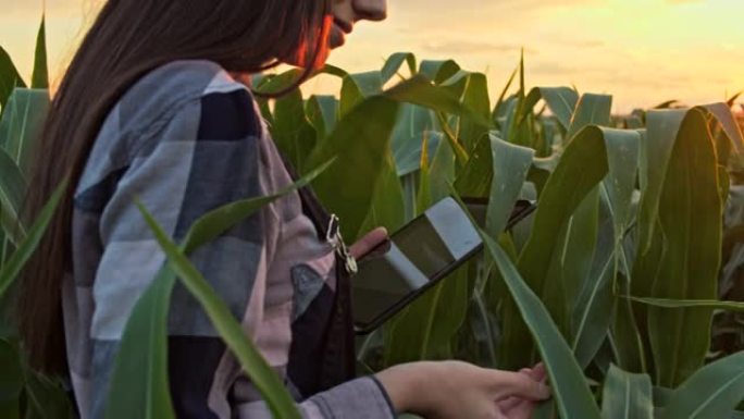 日落时分，一名年轻女子在玉米地里做质量检查