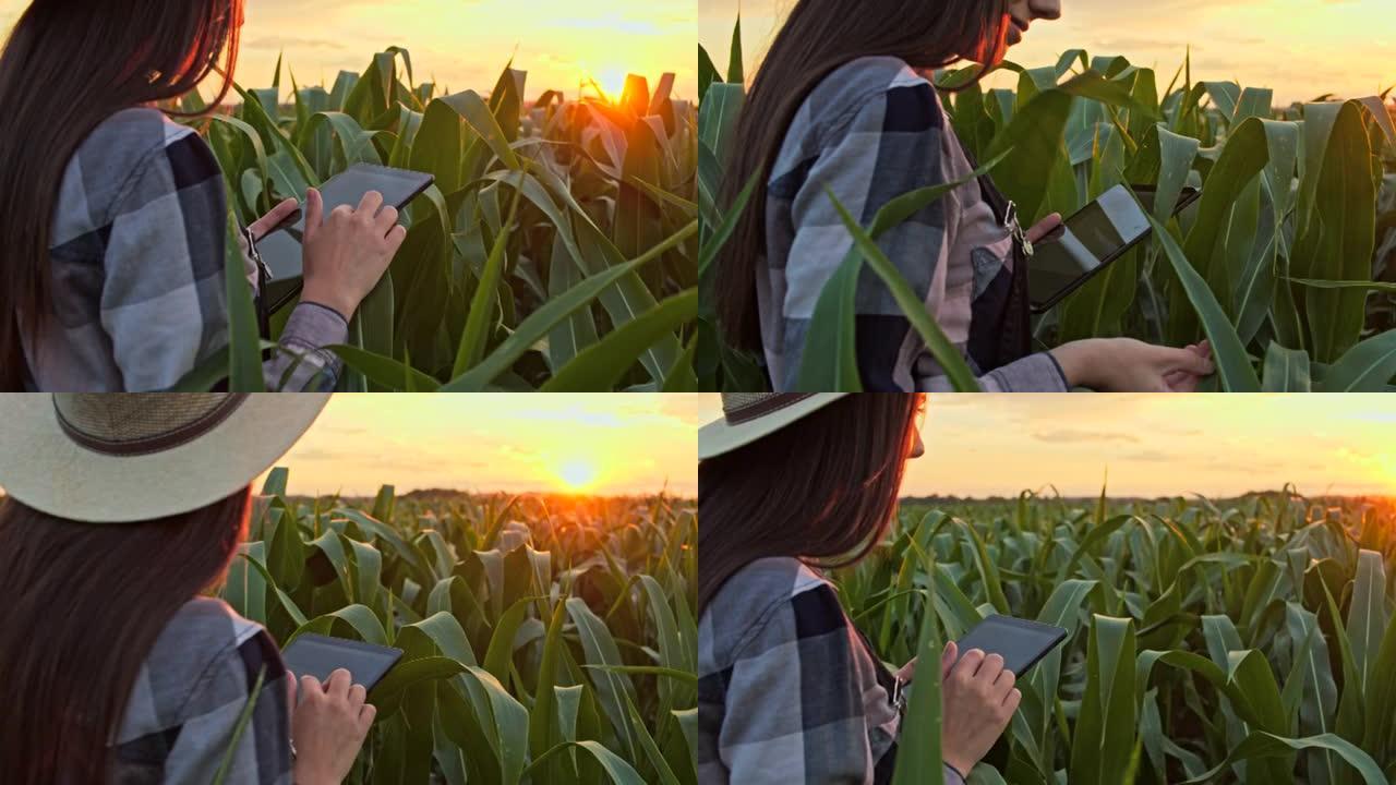 日落时分，一名年轻女子在玉米地里做质量检查