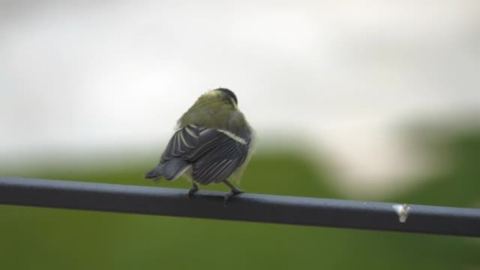 关闭，dop: 婴儿大山雀鸟在篱笆上等待母亲喂养它