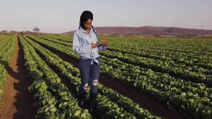 年轻的黑人非洲女农民使用数字平板电脑监控大型蔬菜农场的生菜田