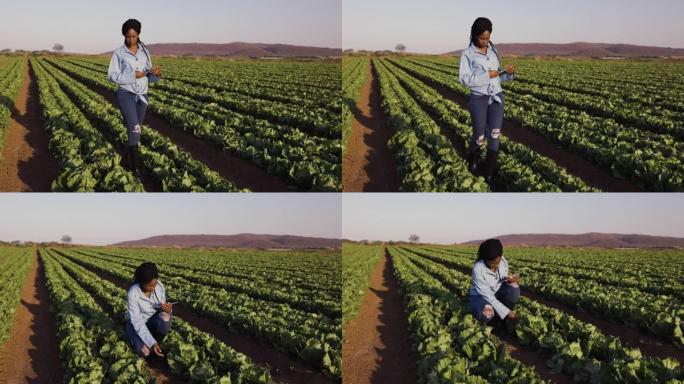 年轻的黑人非洲女农民使用数字平板电脑监控大型蔬菜农场的生菜田