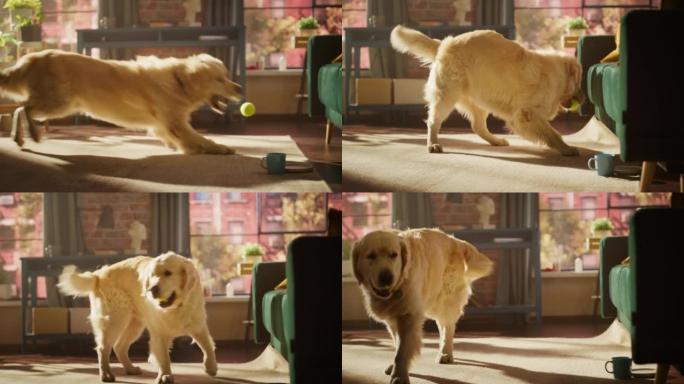 年轻活跃的金毛猎犬在客厅地板上玩得开心，玩网球。狗在家里训练和跑来跑去，等待主人。