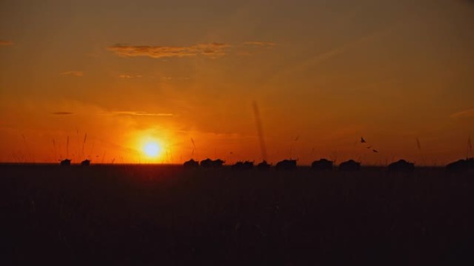 剪影的牛羚在日出天空下的自然保护区中行走