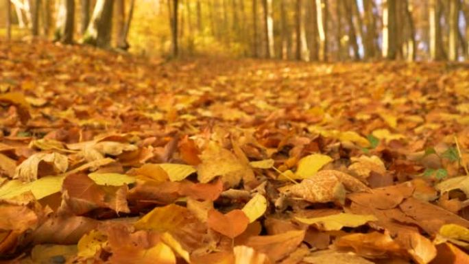 特写: 色彩缤纷的森林地面覆盖着秋天的秋天落叶