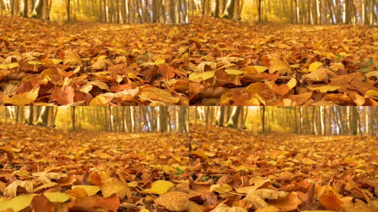 特写: 色彩缤纷的森林地面覆盖着秋天的秋天落叶