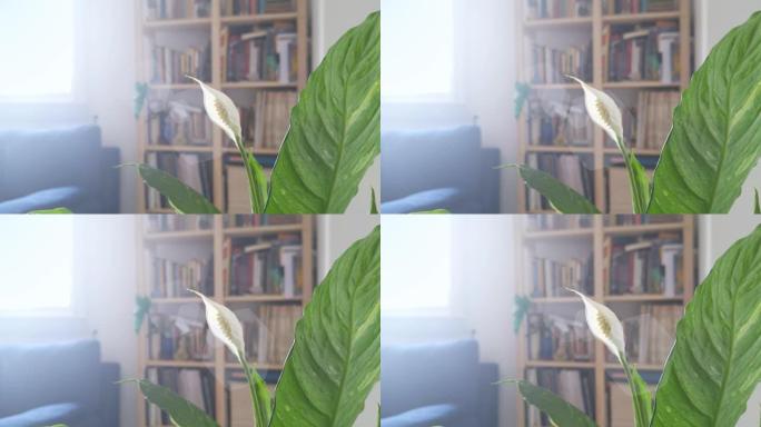 和平百合植物生长在房子的客厅里。特写。4k分辨率。
