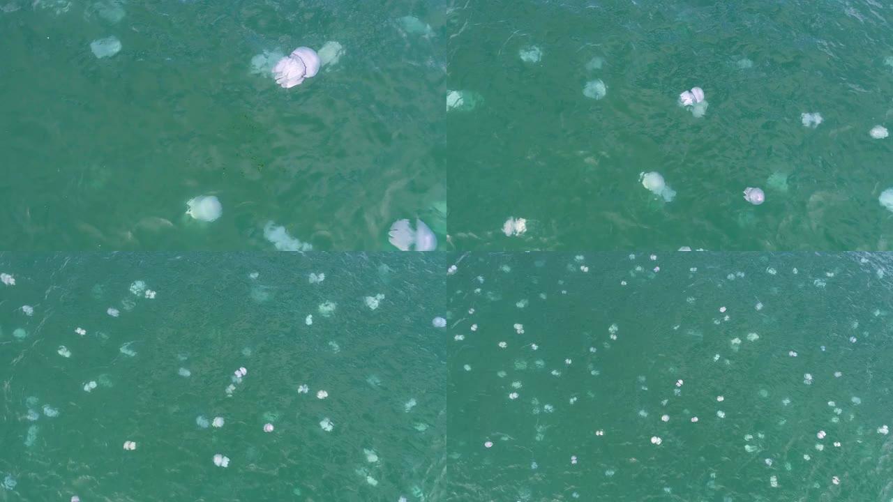 水中的水母。摄像机升空，捕获了许多漂浮在海水中的水母。水下生活，空中无人机射击