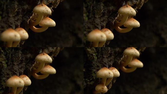 宏观: 白色和棕色的小蘑菇生长在一棵长满苔藓的大树的侧面。