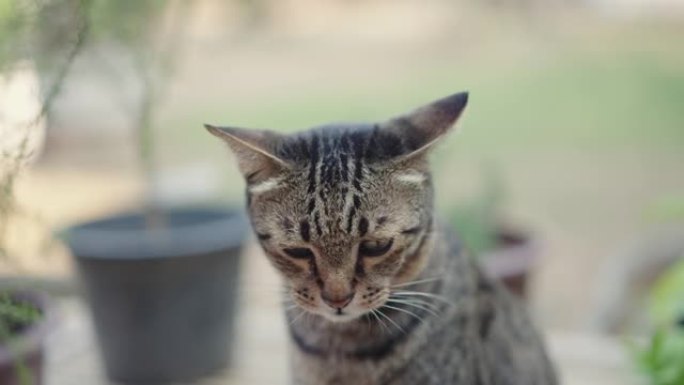 猫舔瓶子里的猫薄荷