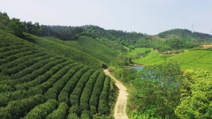 茶园茶山茶田田地